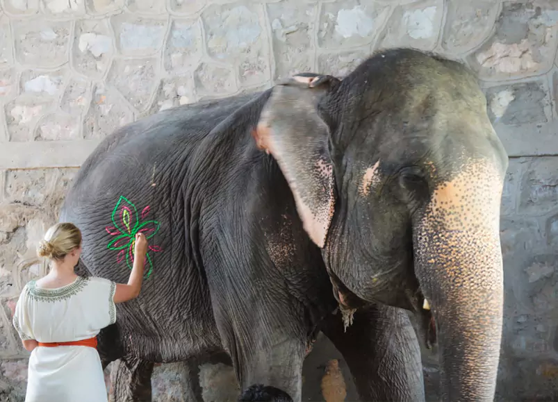 Elephant Safari Village Tour