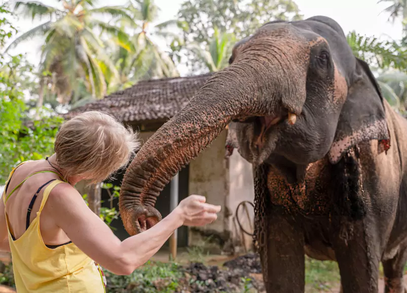 Elephant Safari Village Tour