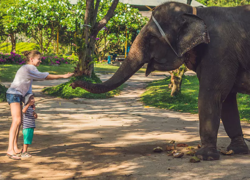 Elephant Safari Village Tour