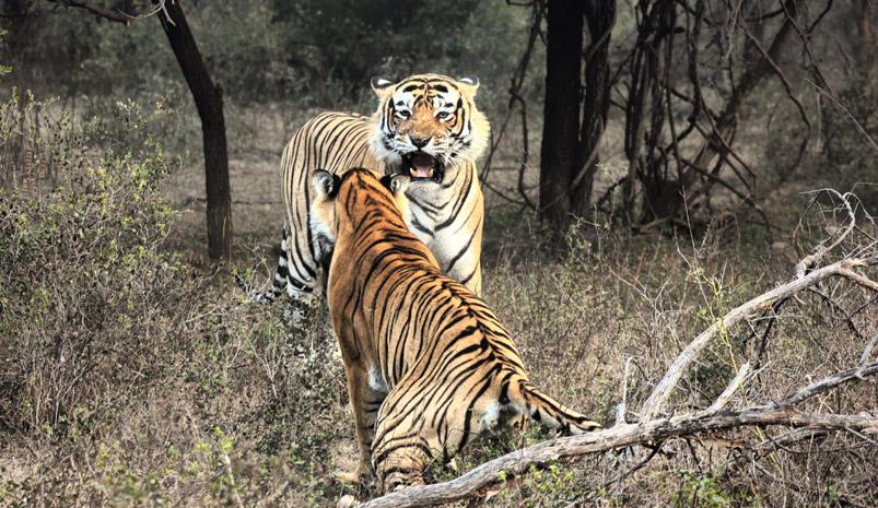 Ranthambore