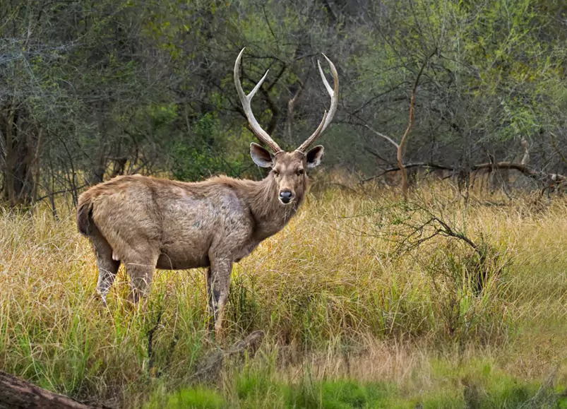 Jaipur Ranthambore Same Day Tour
