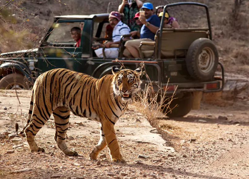 Jaipur Ranthambore Same Day Tour