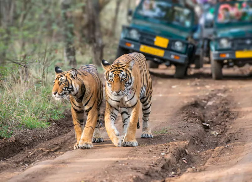 Jaipur Ranthambore Same Day Tour