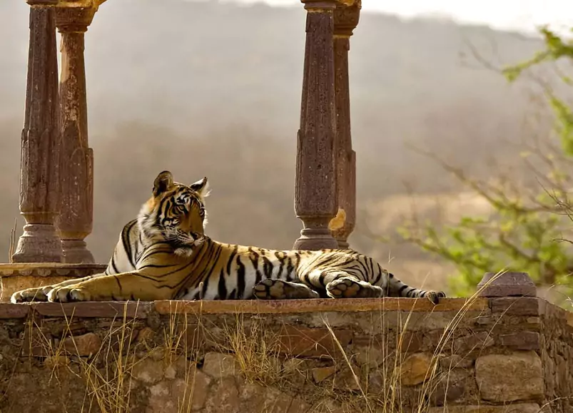 Ranthambore