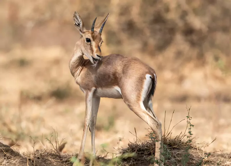 Jaipur Sariska One Day Trip