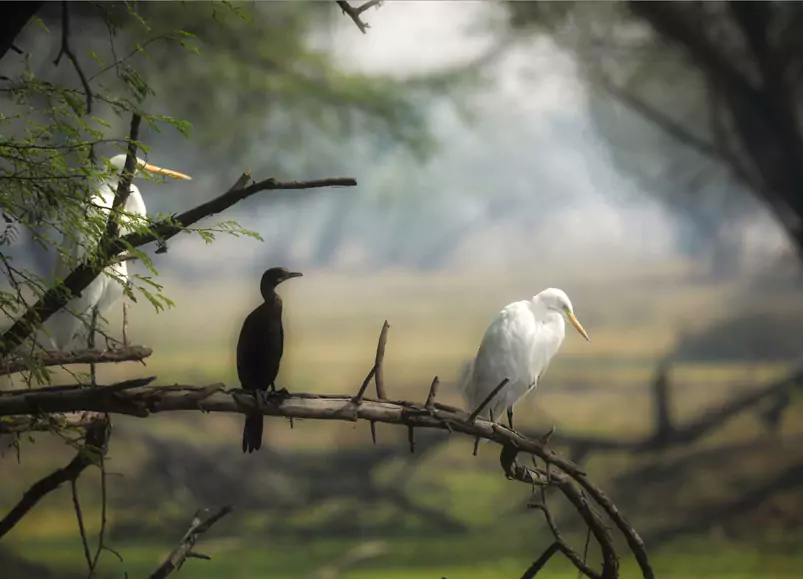 Jaipur to Bharatpur Day Trip