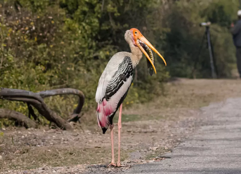 Rajasthan Wildlife Tour