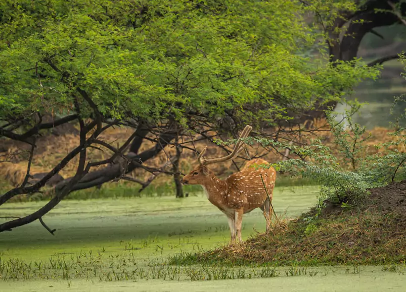 Jaipur to Bharatpur Day Trip