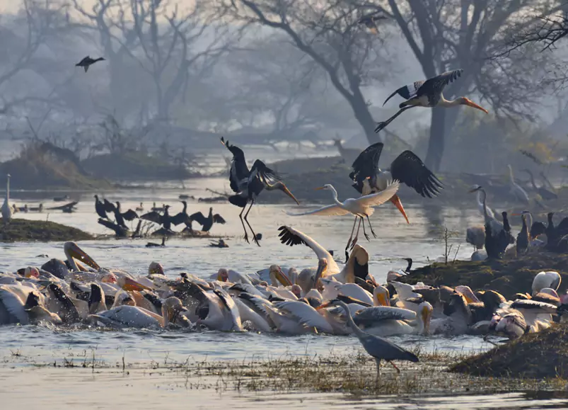 Rajasthan Wildlife Tour