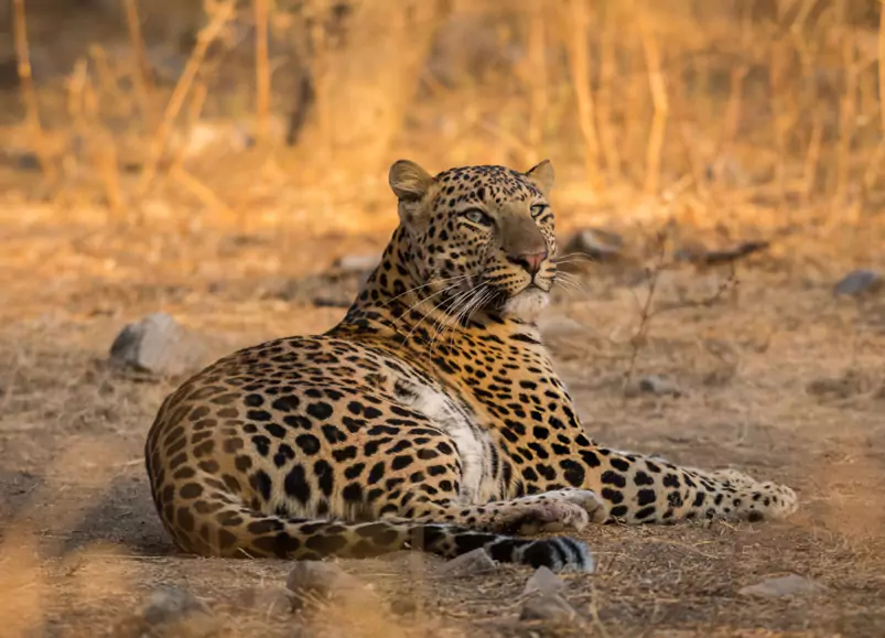 Jhalana Leopard Safari Trip