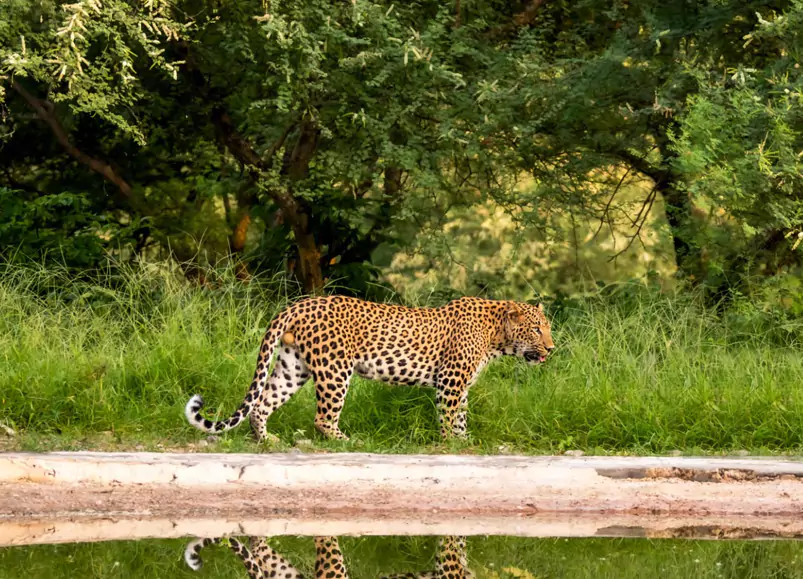 Jhalana Leopard Safari Trip