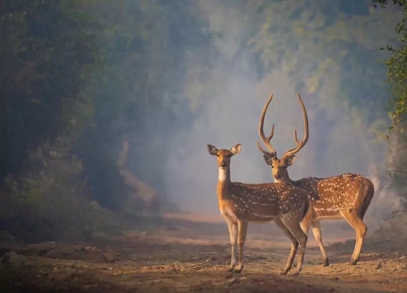 Golden Triangle with Rajasthan Wildlife