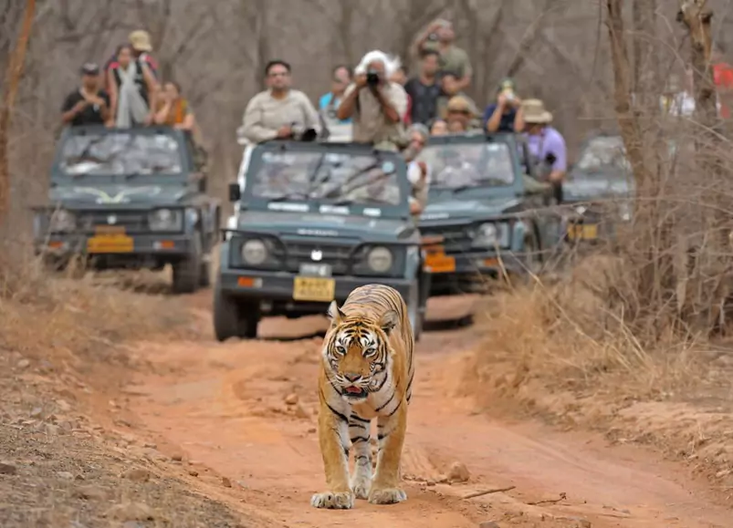 Golden Triangle With Ranthambore Park